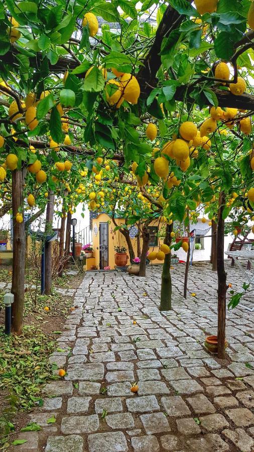 Il Limoneto Di Lulu, Holidays Among The Lemon Trees 米诺利 外观 照片